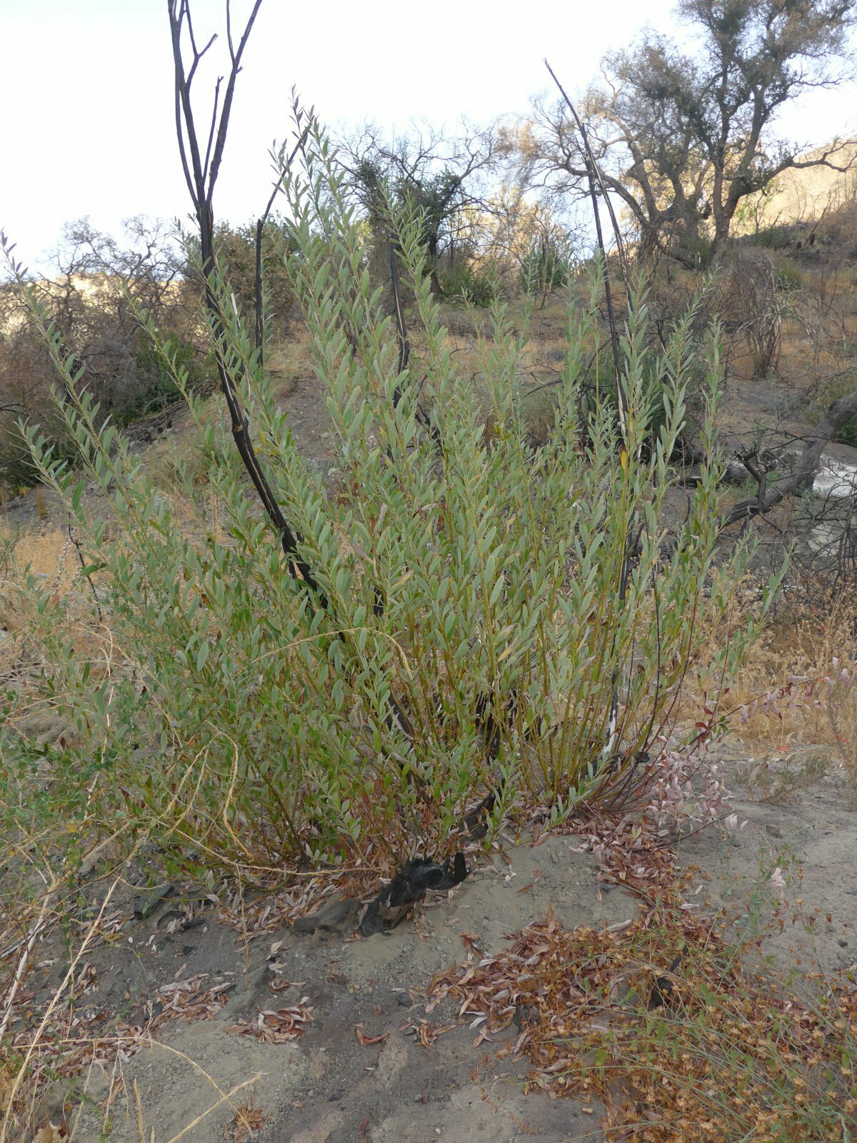 High Resolution Salix lasiolepis Fire recovery